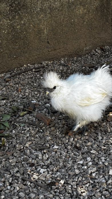 Sedosa do japao Pintainhos 2 meses