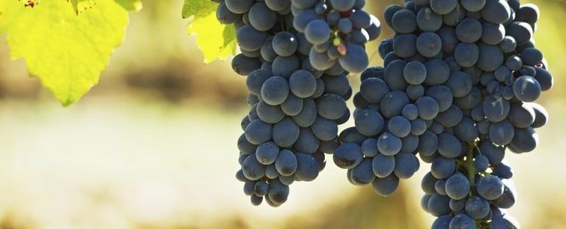 Uvas brancas e tintas