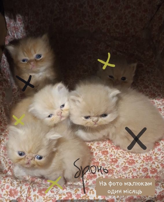 Породисті персидські кошенята