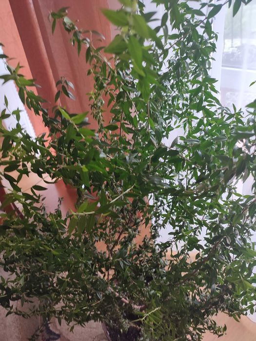 Mirt w doniczce piękny