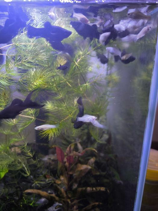 Molinezje białe i czarne