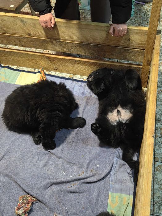 цуценя 2 місячне ньюфаунленд