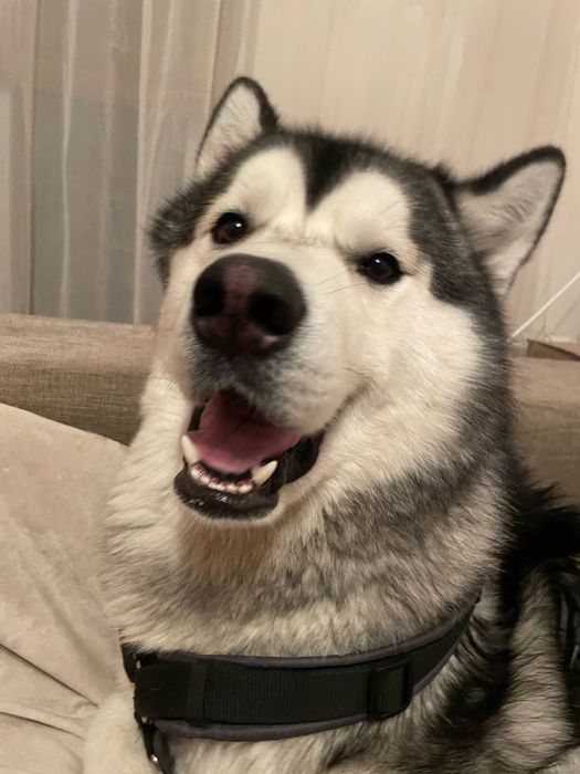 Вязка Маламут красавчик