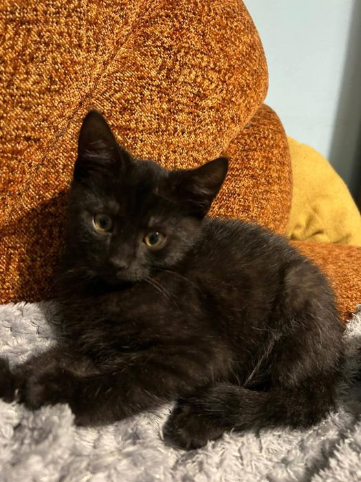 Małe kotki szukają nowego domu!