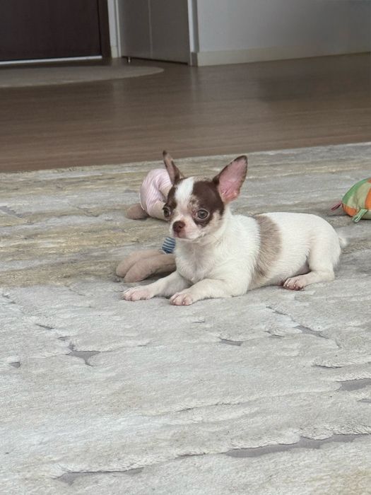 Excelente mini menina chihuahua/chiuaua Linhagem Russa.Qualidade