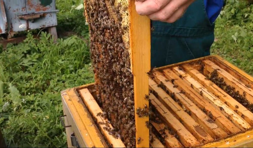 Продам весною бджолосім`ї українська степова самовивіз