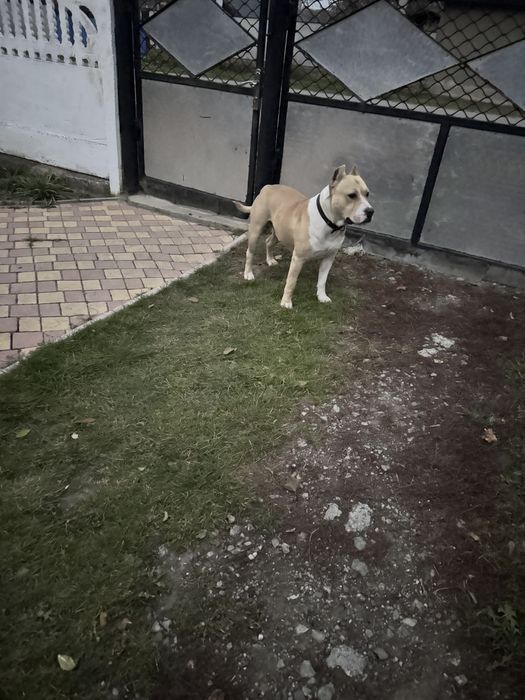 Амстафф шукає подругу безкоштовно