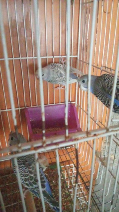 Mandarins/Piriquitos Aves todas de 2025 anilhadas