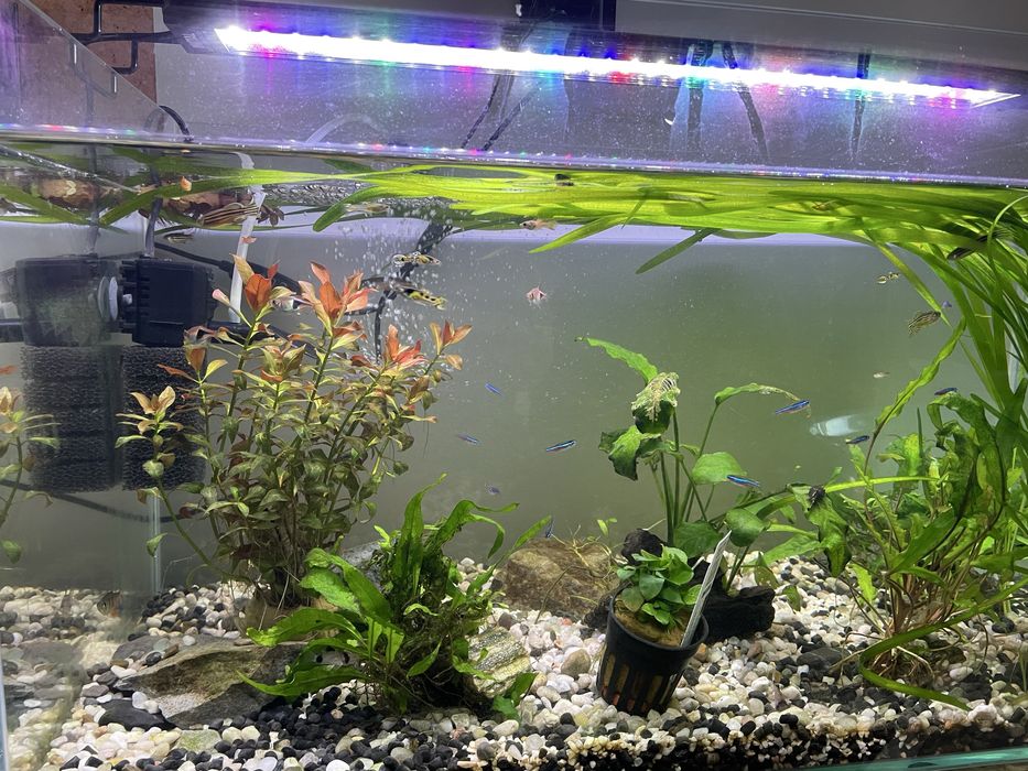 Akwarium 65x35x35. 80 l opti white