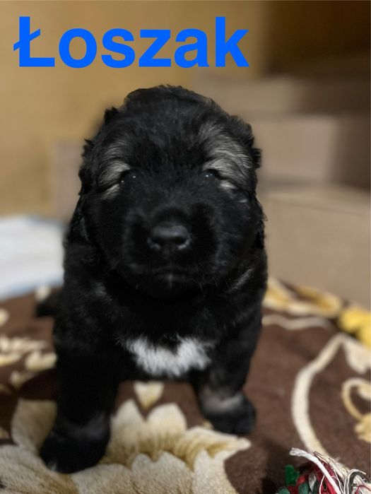 owczarek kaukaski szczenię FCI