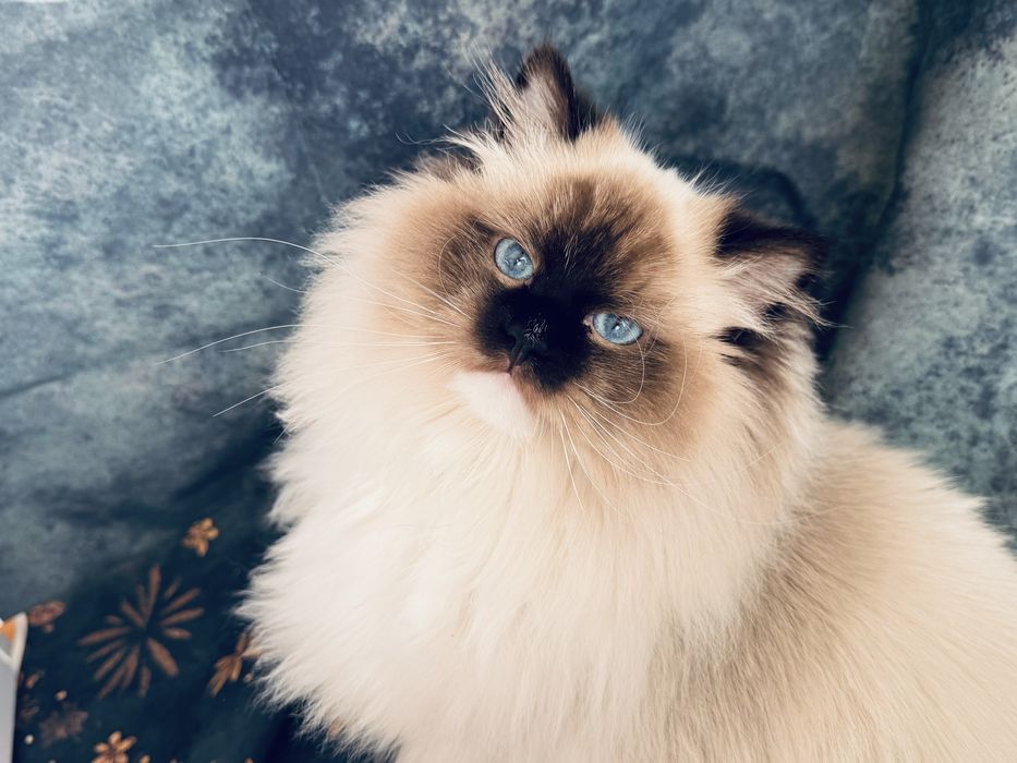 Ragdoll kocur hodowlano- wystawowy
