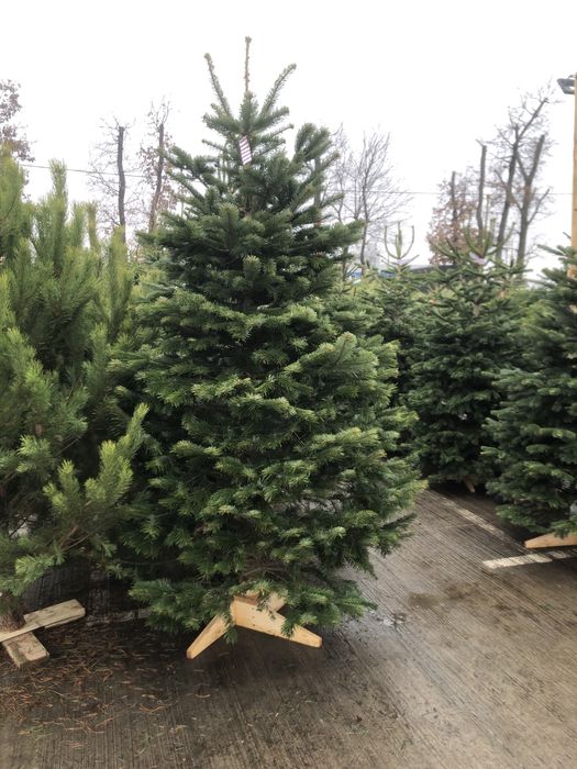 Живі Новорічні Ялинки. Ялиця Нордмана