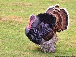 Peru adulto de exelente qualidade.