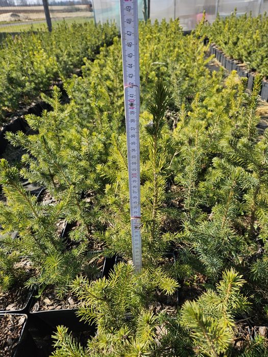 świerk serbski (picea omorika) zdrowe, zahartowane sadzonki do ogrodu.
