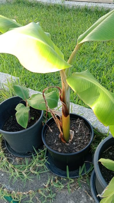 Bananeira maçã vários preços e tamanhos