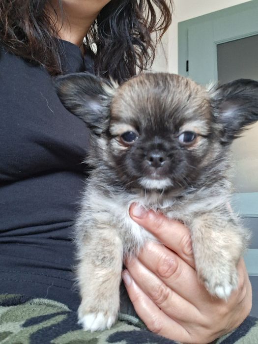 Chihuhaua dłogowłosy chłopak