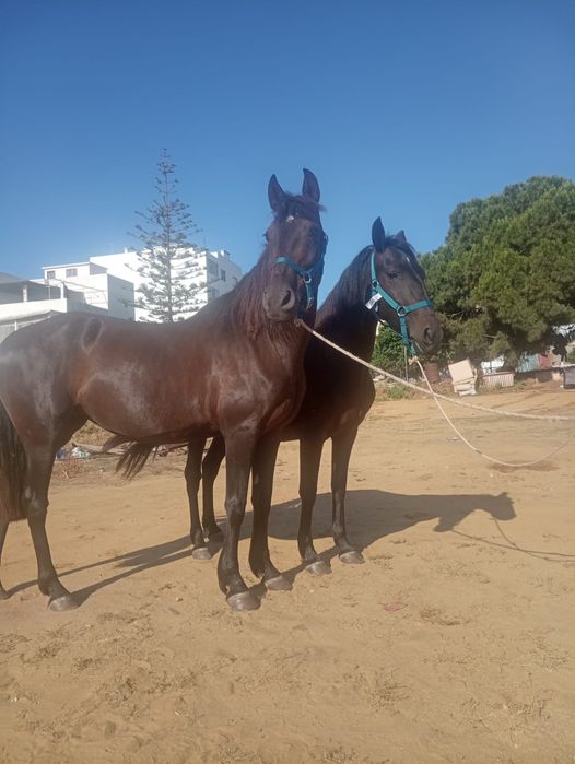 Venho parelha de  éguas