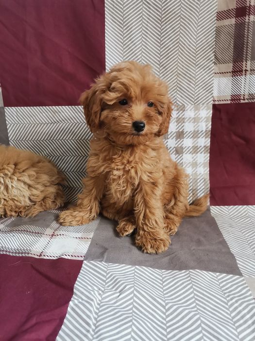 Чудові мальтипу окрас різний розмір міні