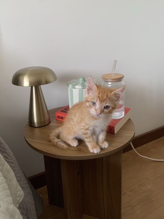 Adoção responsável Piki