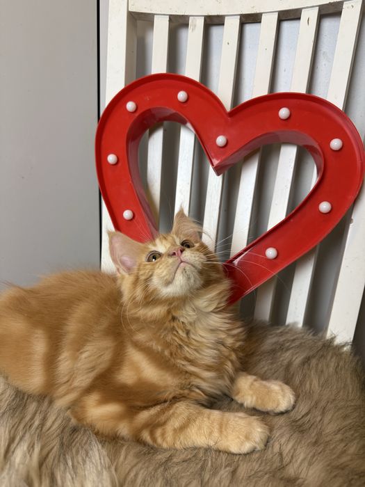 Jamal XL of Coty Coli