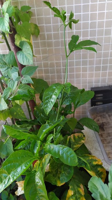 Vendo árvore  Maracujá