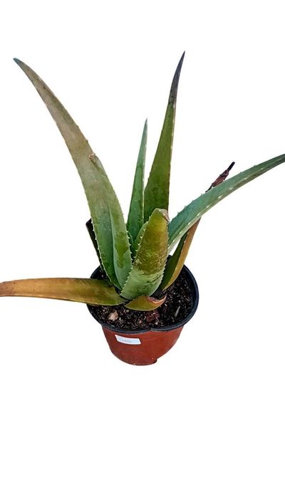 Aloe Vera Barbadensis
