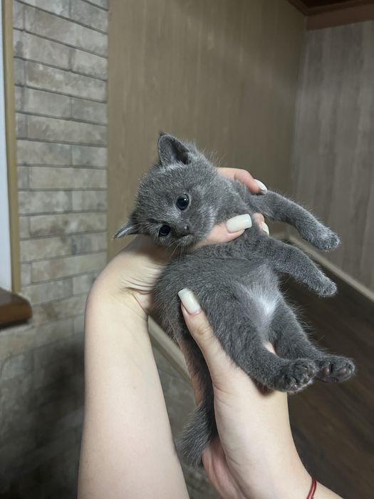 Віддам кошенят (2  дівчинки 1 хлопчик)