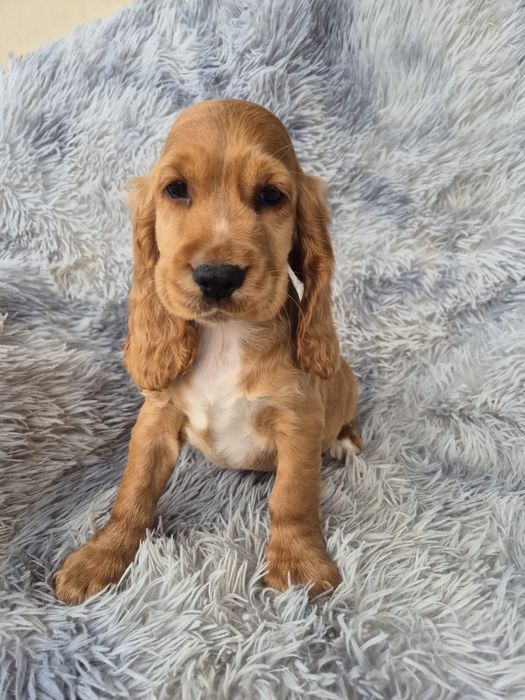 Cocker spaniel piesek  Sonic