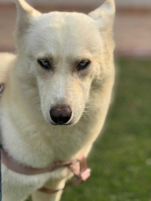 Błękitnooka śnieżynka Akire w typie husky