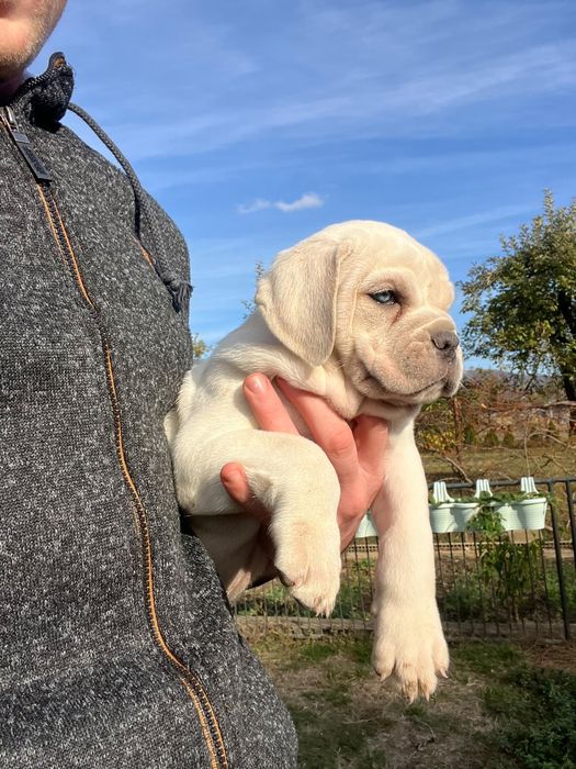 Cane Corso Biały