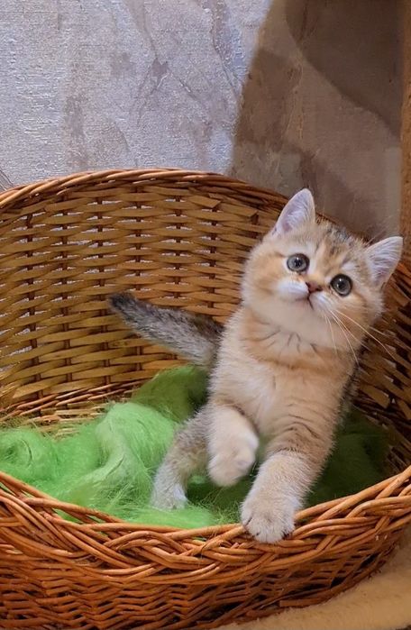 Гарний малюк очікує Вас!