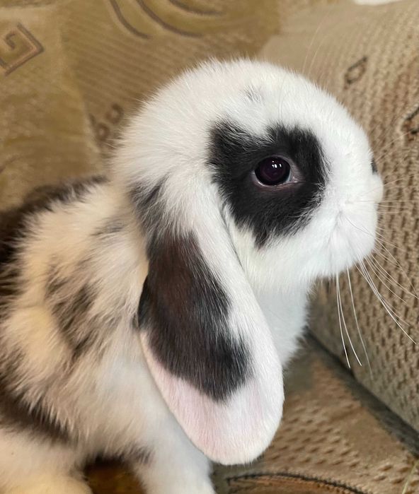 Hotel psów, kotów, królików i innych zwierząt