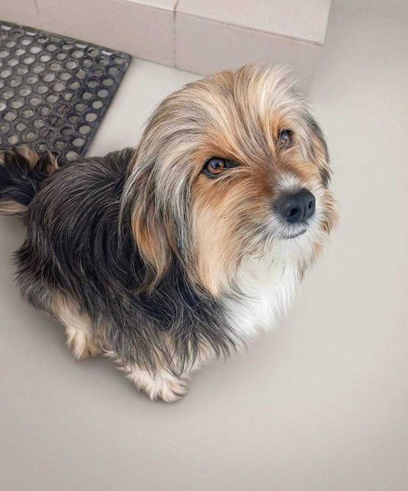 Собачки у добрі руки