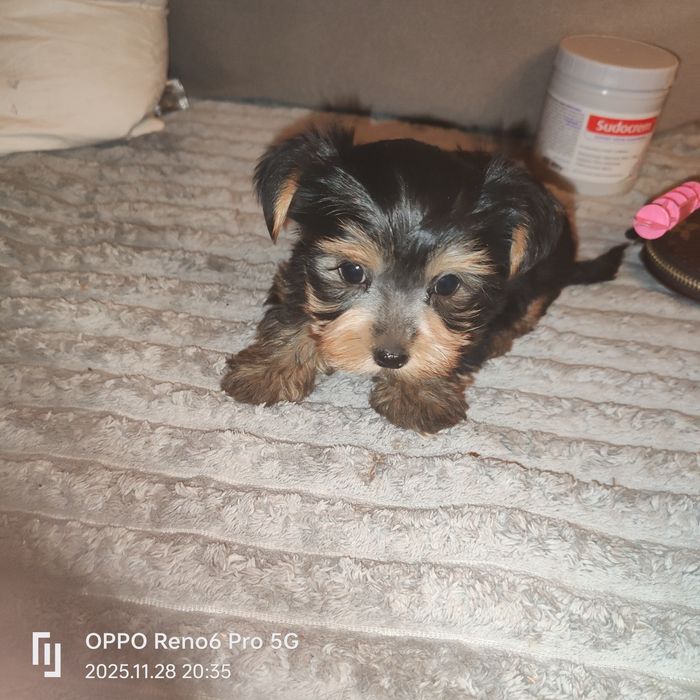 Szczeniak rasy York terier