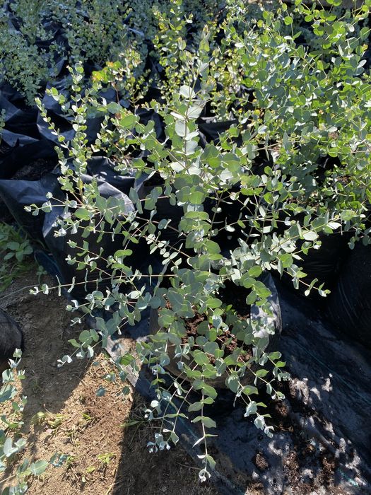 Eucalyptus Gunni (Gum) - Евкаліпт Гунні Гунни Ганна деревья