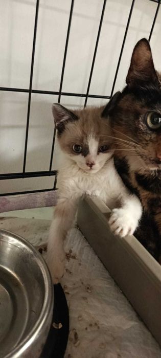 Gatinhos para adoção