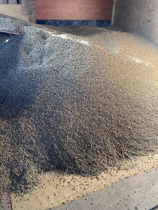 Mieszanka owies z jęczmieniem zbiory 2025