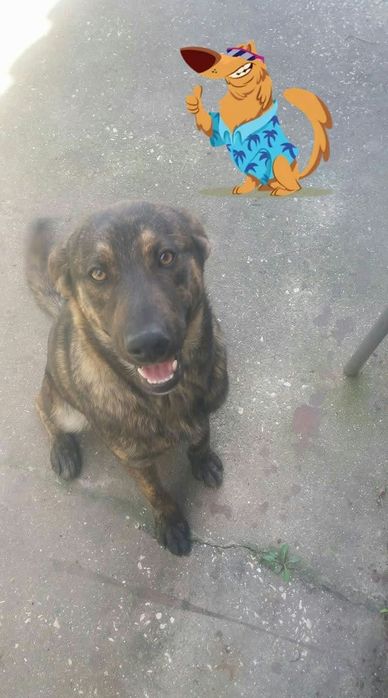 um cão como presente