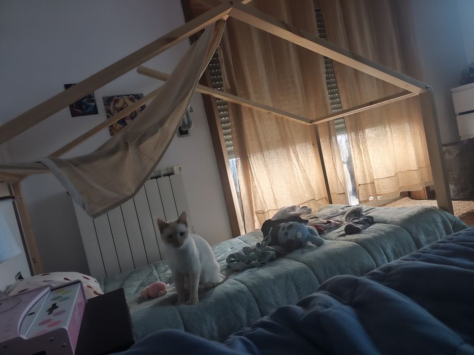 Gatinho 1 ano adoção responsável