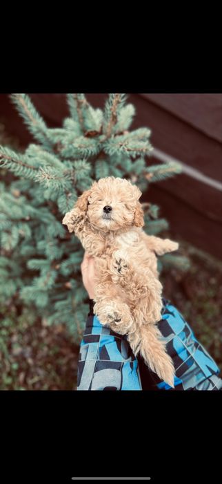 P r e m i u m ‼️ Мини мальтипу F-1,,