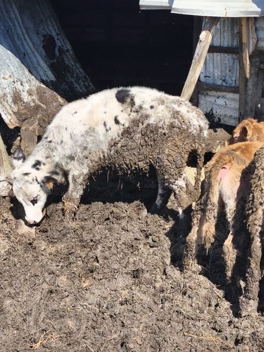 Vendo bezerro frisio