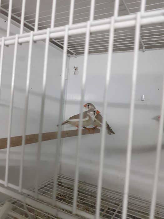 Gailola mais duas fêmeas de mandarim