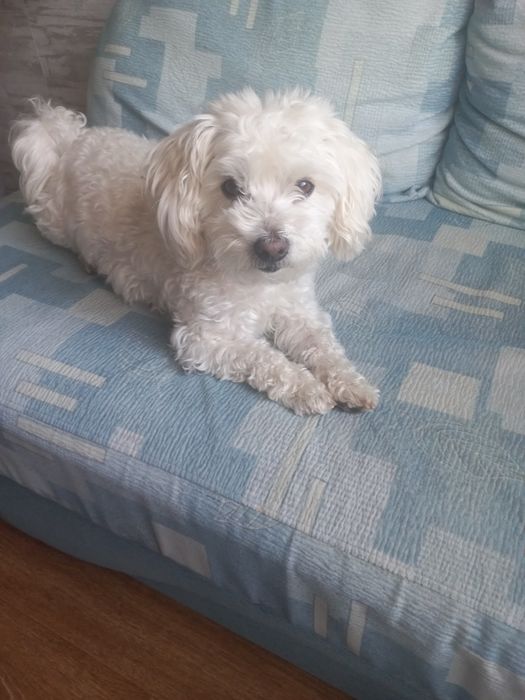 Вязка мальтезе, хлопчик