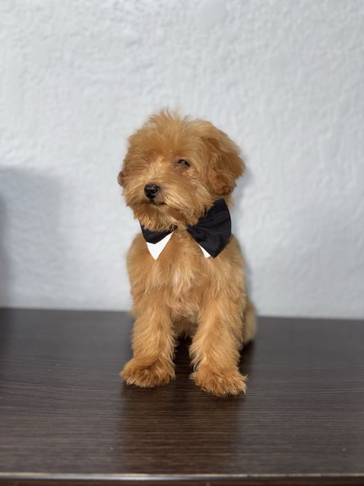 Мальтіпушик хлопчик міні. Карамель мальтіпу