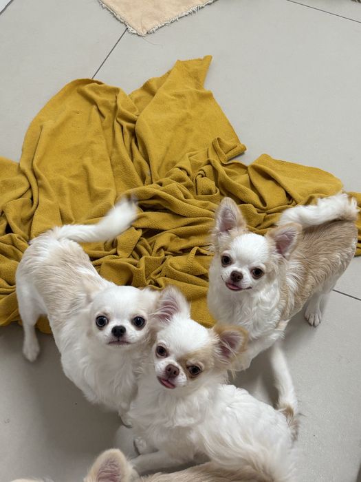 Chihuahua dziewczynka FCI