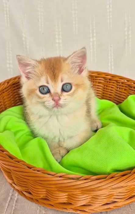 Шотландские котята (ЗОЛОТАЯ ШИНШИЛЛА)