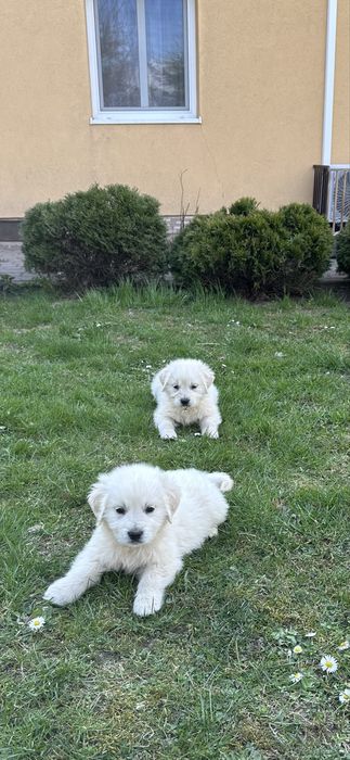Golden Retriever ostatnia suczka