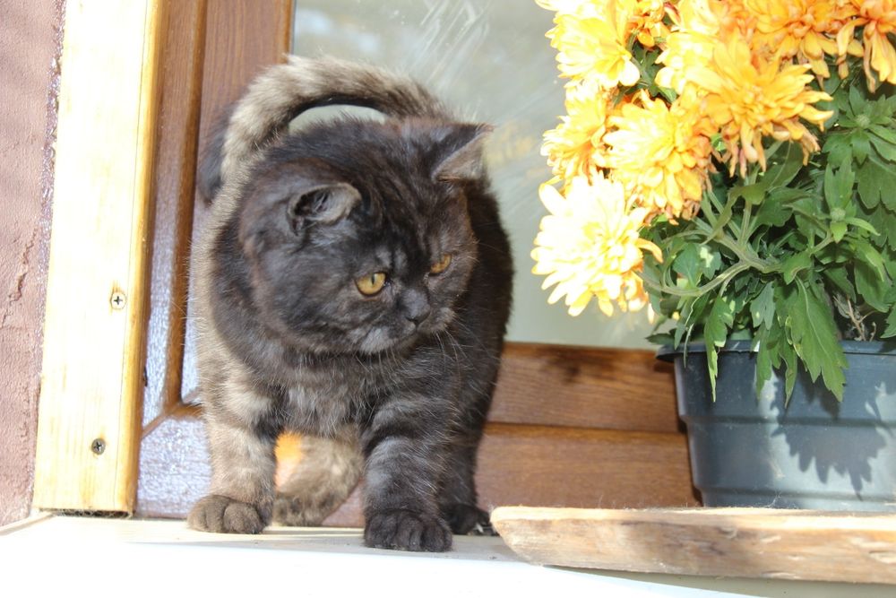 Британка шоколадна дівчинка