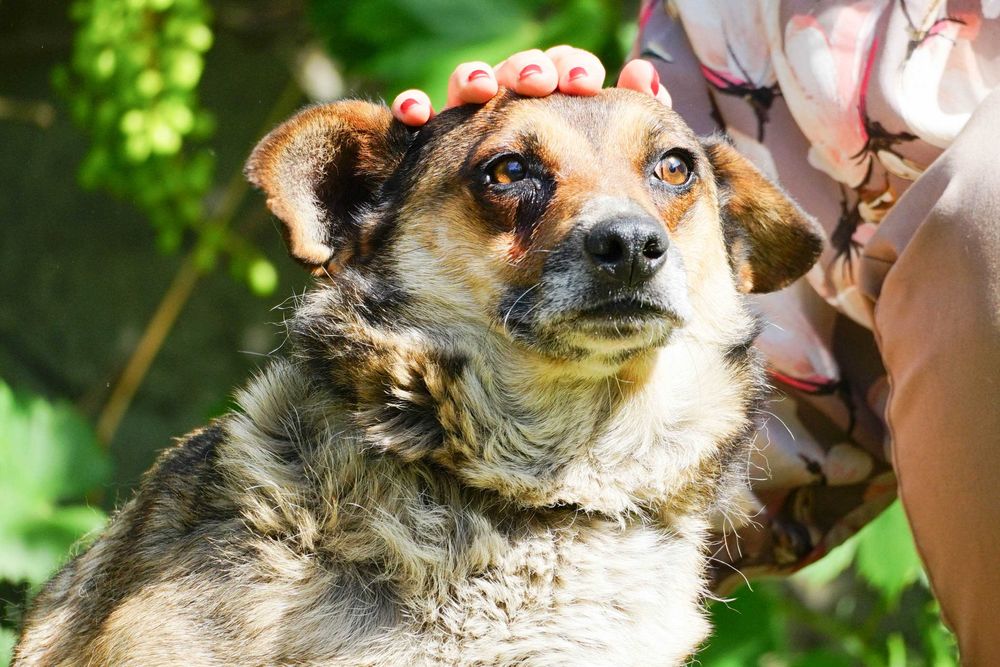 Czika - sunia którą skrzywdził człowiek