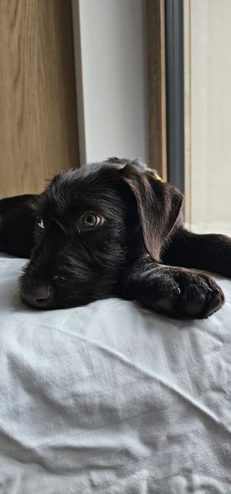 Piękny szczeniak w typie wyżła